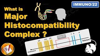 Major Histocompatibility Complex MHC FLImmuno22 [upl. by Anovahs]