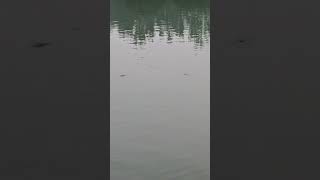 Is Tarah ka Lakshan Ammonia Nahin Hai shortsvideo fishing freshwaterfish [upl. by Derrej911]