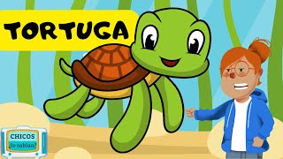 Curiosidades sobre las TORTUGAS 🐢🐢 Videos educativos para NIÑOS 😊😊😊 [upl. by Younglove]