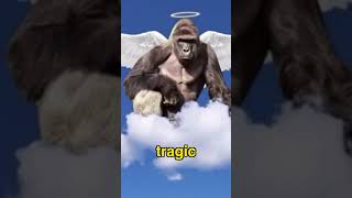 Zoo shoots gorilla because of a parents mistake  Harambe story  Harambe gorilla full story [upl. by Auqinehs]