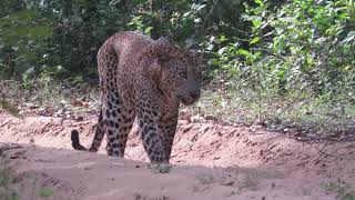 Wilpattu National Park In sri lankaBig male leopard 😍 [upl. by Nimzaj]