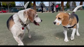 Oliver meets 30 other beagles 4K [upl. by Sugirdor959]