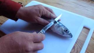 Opinel slimline filleting knife boning out fresh mackerel [upl. by Adlai]