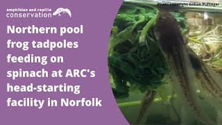 Northern pool frog tadpoles feeding on spinach at ARCs headstarting facility in Norfolk [upl. by Dylan709]