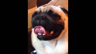 Pug breathing [upl. by Retsbew]