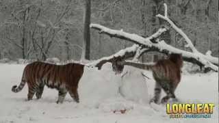 Snow Day For Longleat Safari Park Tigers [upl. by Skcirdnek143]