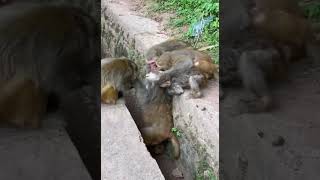 monkeys fight monkey cute fighting monkeys monkeysfamily Ashee500 [upl. by Erait]