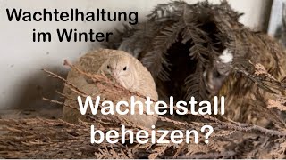 Wachtelstall heizen Winter  Wachtelhaltung im Winter  Heizen macht eure Wachteln krank  Wachteln [upl. by Atolrac698]