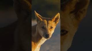 The Australian food chain onthefencefilm savethedingo dingo [upl. by Ymiaj910]