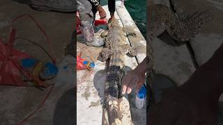 Crocodile 🐊 shortvideo youtubeshorts youtube nature ytshorts [upl. by Ettenav]