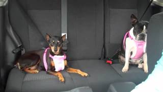 Easy Rider Pet Travel Harness [upl. by Amiarom]