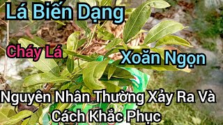 Khô lá cháy bìa xoăn đọt là do đâu nguyên nhân và cách khắc phục triệt để [upl. by Anirbak306]