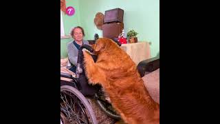 Smart dog assists a wheelchair user with farm chores shorts [upl. by Karylin]