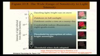 Brain and Behavior  Vision and Visual Perception I [upl. by Oelc515]