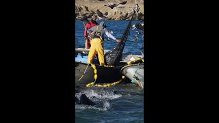 Feeding Frenzy Sea Lions and Sea Birds go nuts over Sardines Fishing Baja Mexico shorts [upl. by Ayatnohs]