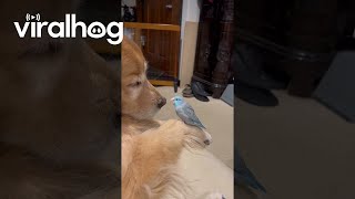 Tiny Parrot Courts a Golden Retriever  ViralHog [upl. by Mathilda]