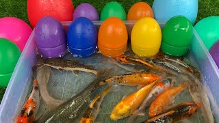 Eggs Surprise Filled with Colorful Ornamental Fish Koi Fish GoldfishBetta FishMolly FishCatfish [upl. by Dion]