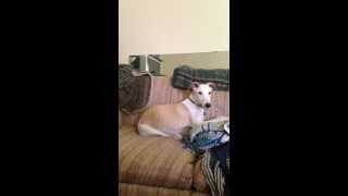 Whippet Reverse Sneezing [upl. by Russom]