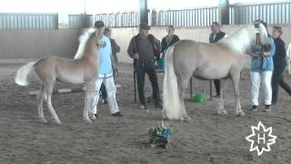 Fohlenbrennen 2015 Pferdestammbuch SH HH Schrittring der Haflinger [upl. by Atsylak226]