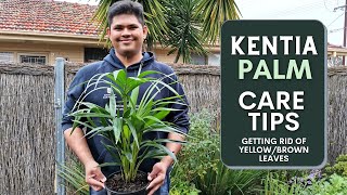 Kentia Palm Care Guide  How to avoid YellowBrown Leaves [upl. by Adan]