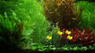 The Rhythm Of Natural Aquarium [upl. by Ahsenod]