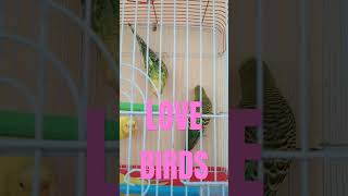 LOVEBIRDS GUESE THE MALE N FEMALE love music relaxing [upl. by Byrne]