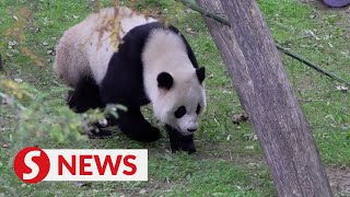 People flock to DC zoo for last look at its pandas [upl. by Carr]