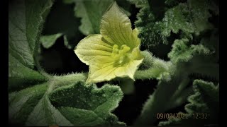 Ecballium elaterium the squirting cucumber or exploding cucumber Greece by Theo [upl. by Asiak]