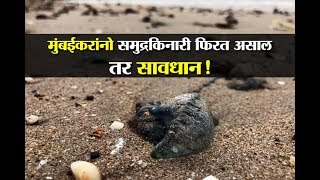 Mumbaikars Be Aware  Blue Bottle Jellyfish Spotted At Mumbai Beaches [upl. by Heimer]