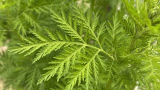 ARTEMISIA ANNUALE  Artemisia annua  analizziamo le sue proprietà antitumorali [upl. by Arat]