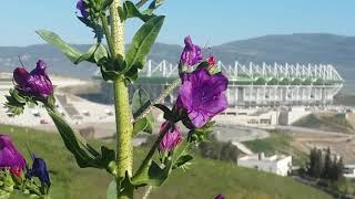 stade de Tizi Ouzou avancement des travauxملعب تيزي وزو وسط تلال خضراء [upl. by Notlad92]