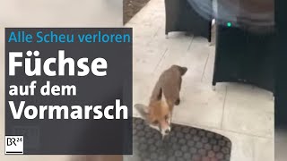 Wildtiere ohne Scheu Füchse auf dem Vormarsch  Abendschau  BR24 [upl. by Ramedlav]