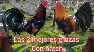 Las 2 mejores cruzas con gallos hatch [upl. by Lehcar]