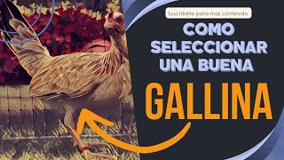 Aprende a seleccionar una buena gallina de calidad correctamente [upl. by Oina273]