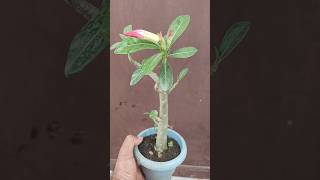 Adenium ki cutting kese lagye How to grow adenium cuttingadenium [upl. by Wood373]