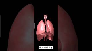 lungs human asmr motivation youtube medical shortvideo youtuber medicine [upl. by Pettifer]