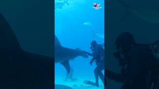 Great Hammerhead Shark amazing pass shark sharks ocean explore wildlife nature Bimini [upl. by Arerrac]