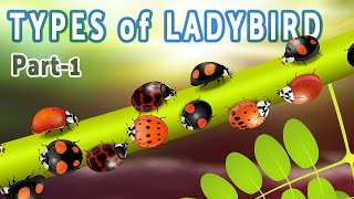 types of ladybird popular coccinellidae species including harmonia axyridis asian lady beetle 1 [upl. by Zurek960]