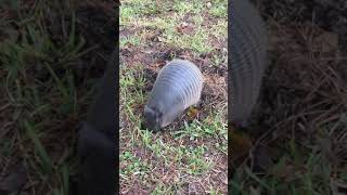 Armadillo Foraging for Food [upl. by Rocker142]