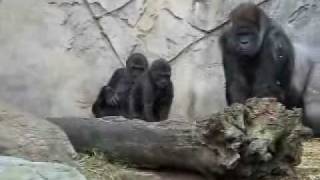 Gorillas at Tarongawmv [upl. by Otrevogir]