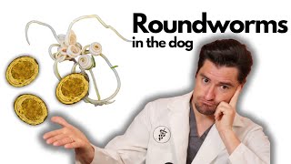 Roundworms in the Dog [upl. by Olympias319]