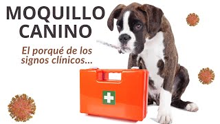 El porqué de los signos clínicos en el moquillo canino  Distemper una enfermedad multisistémica [upl. by Valaria]