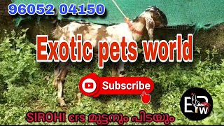 Top 1 sale collectionsKeralaFor saleSale postMalayalam96052 04150Exotic pets worldEp26 [upl. by Ott]