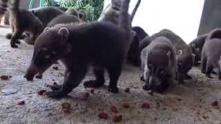 Coatimundi at the Witzoo wildlife sanctuary Belize [upl. by Yedoc]