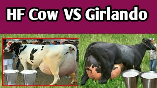 World Highly Milking Girlando and HF Cows Breed  Girlando Cow Breed [upl. by Marr364]