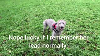 Bedlington Whippet Fetching Frisbie first time using Gopro 😊 [upl. by Gerc]