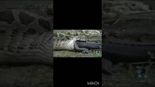 ANACONDA 2 TRAILERAZDAHAA EATS CROCODILE [upl. by Nallak]