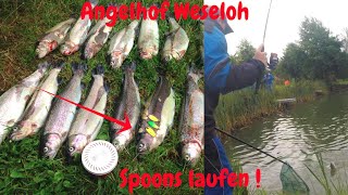 Forellenangeln mit Spoon Pilotpose Angelhof Weseloh Trout Area Fishing Forellenangeln im Sommer [upl. by Eneles]