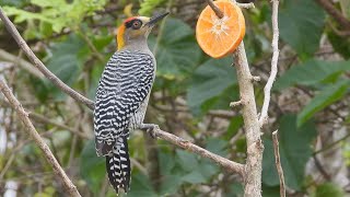 Goldencheeked Woodpecker [upl. by Narod]