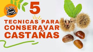 Como conservar castañas 🌰 5 TECNICAS que quizás no conoces [upl. by Procora]